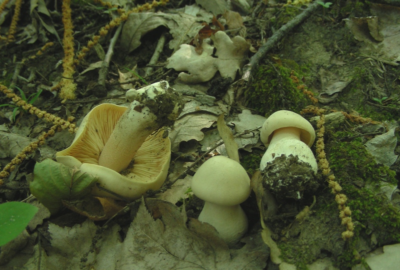 Un polentone in castagneto